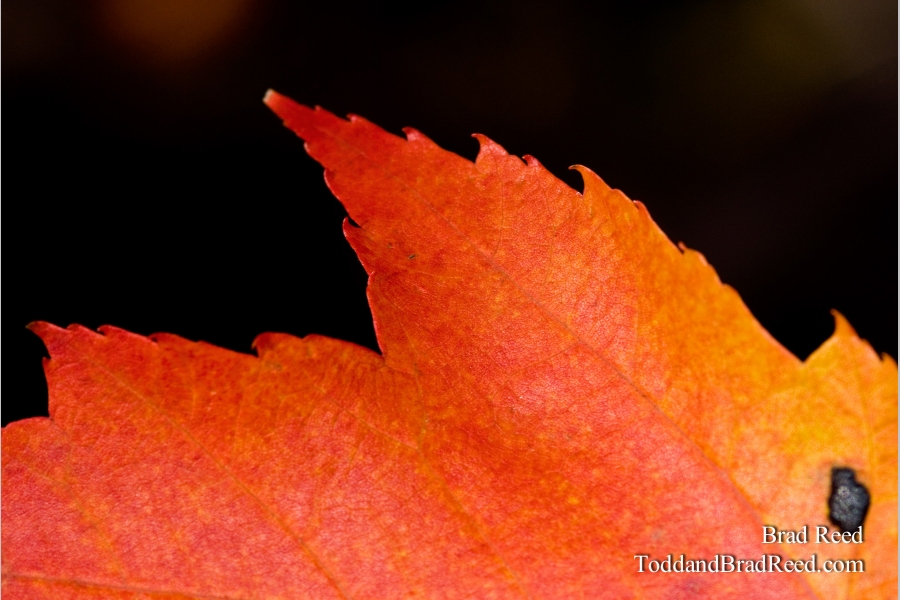 Explosion of Color