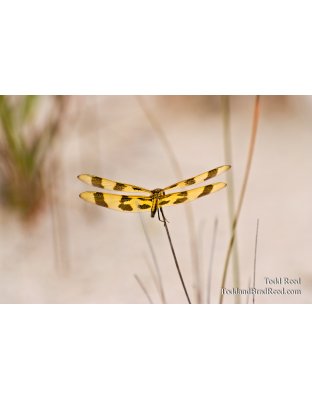 Summer Wings