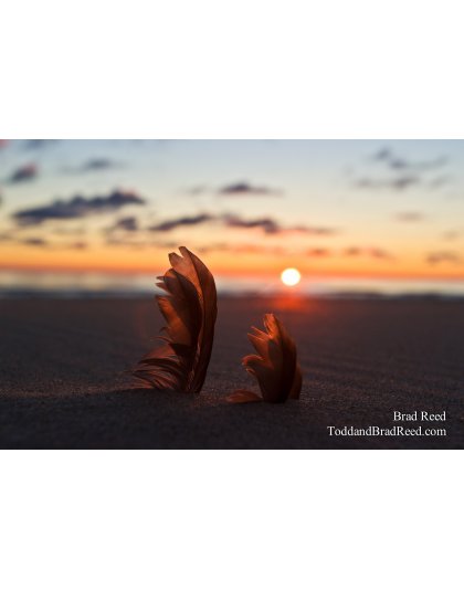 Dream Catchers