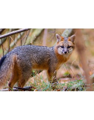 Sly Fox