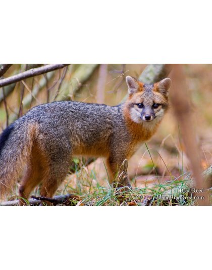 Sly Fox