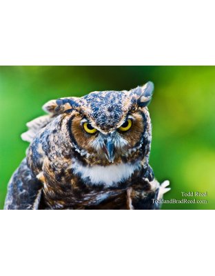 Owly 