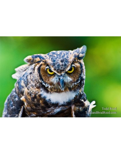 Owly 