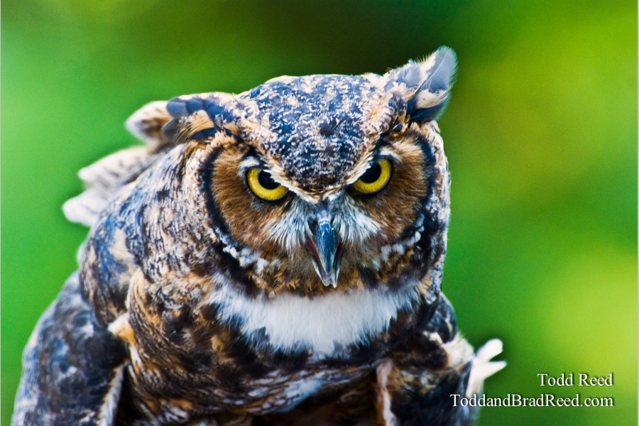 Owly 