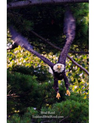 Screaming Eagle