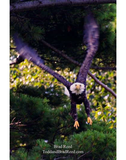 Screaming Eagle