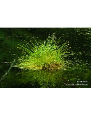 Marsh Grass