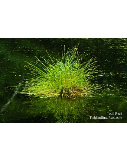 Marsh Grass