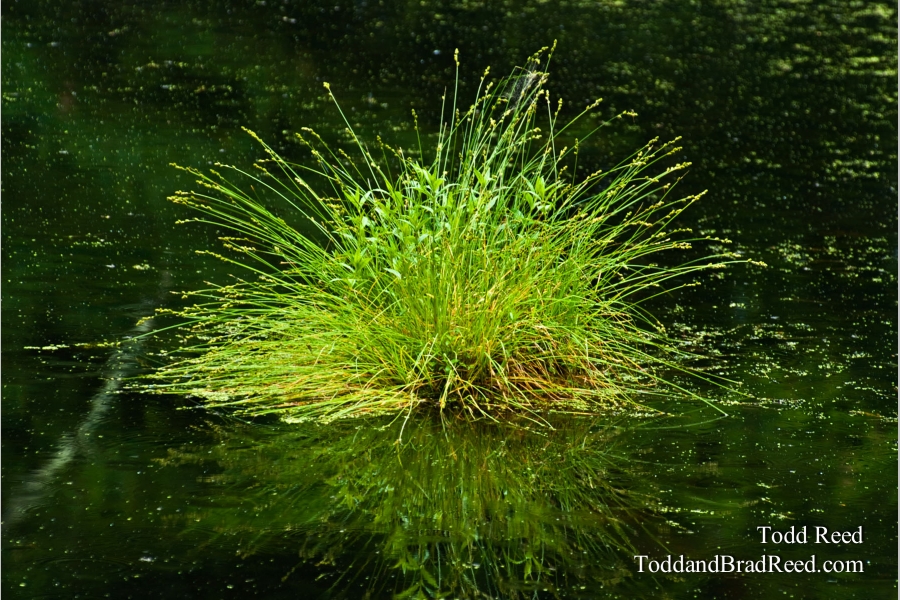 Marsh Grass