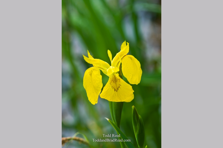 Island Iris