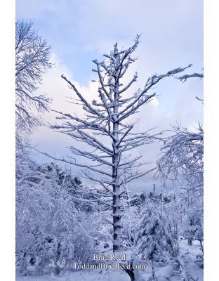 Winter's Coat
