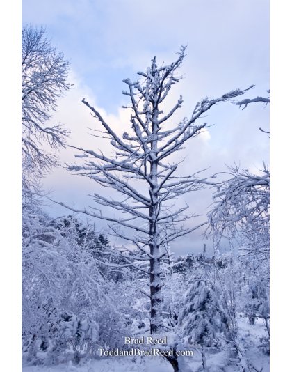 Winter's Coat
