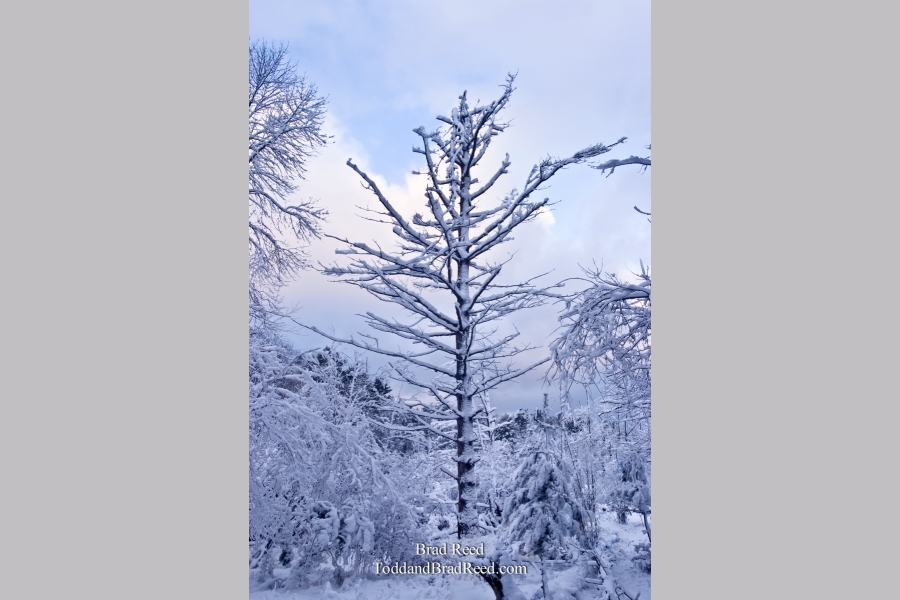 Winter's Coat