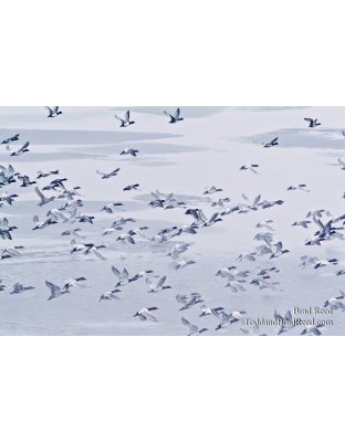 Migrations