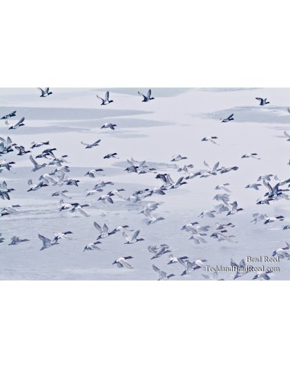 Migrations