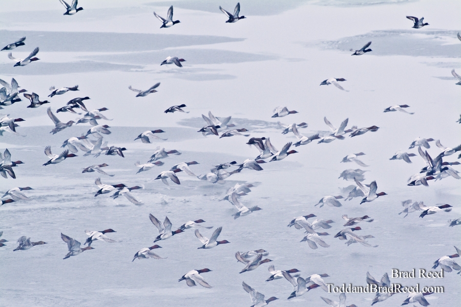 Migrations