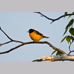 Ludington Oriole
