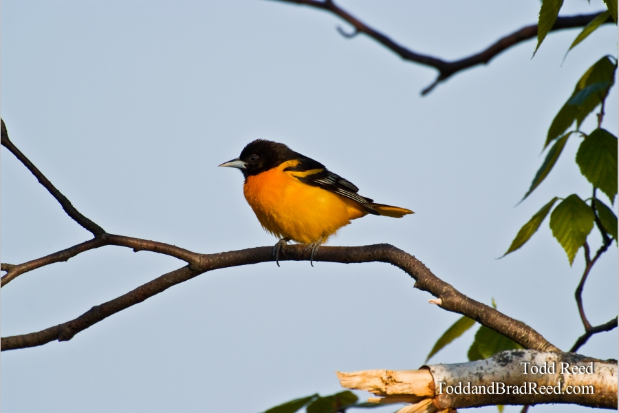 Ludington Oriole