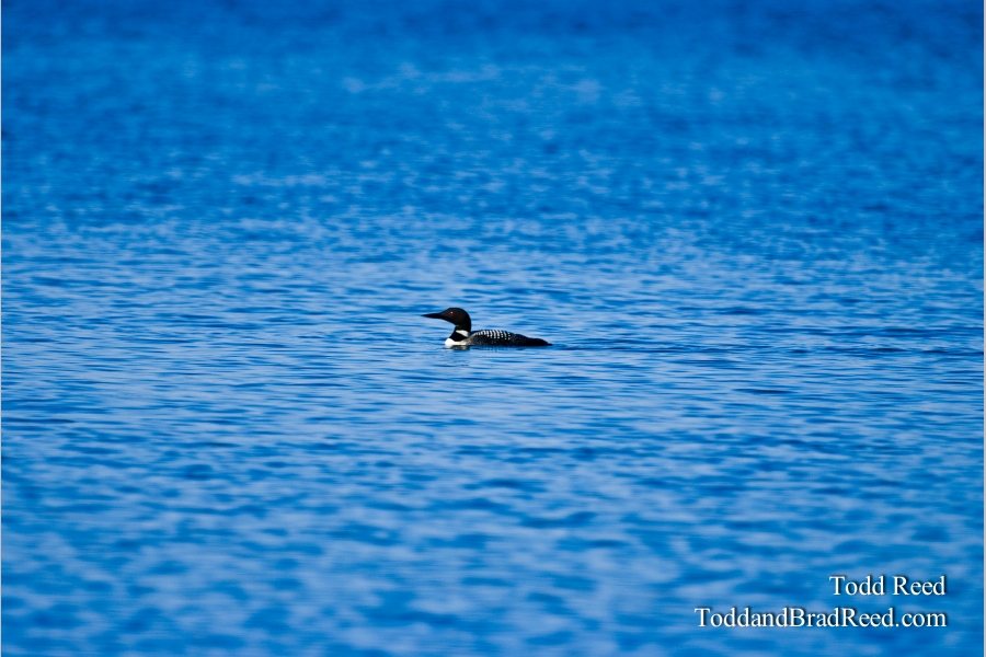Lone Loon