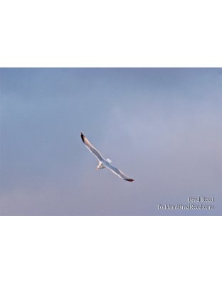 Riding the Wind