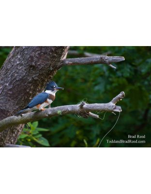 Kingfisher