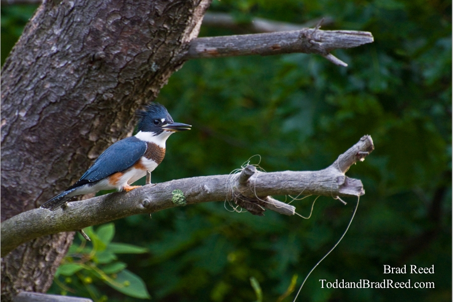 Kingfisher