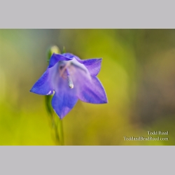 Bluebell
