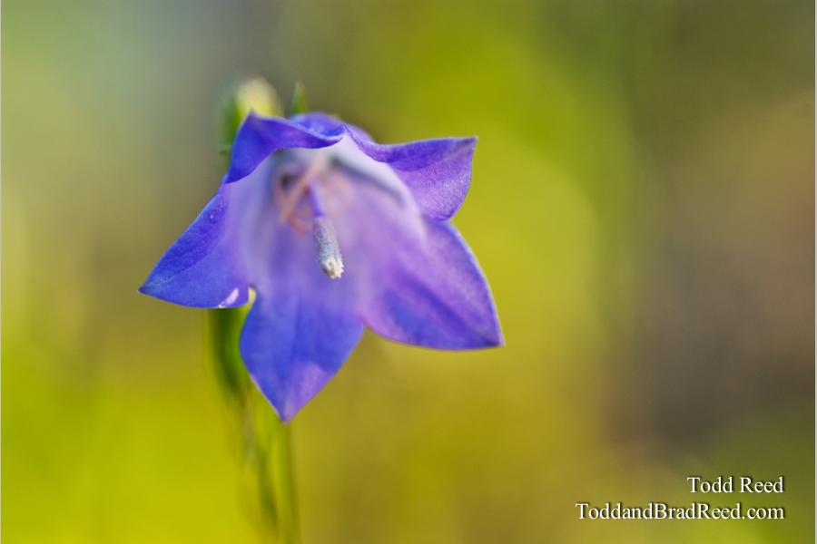 Bluebell