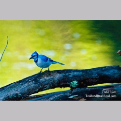 Blue Jay