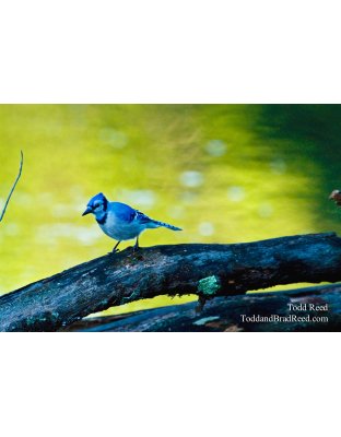 Blue Jay