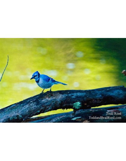 Blue Jay