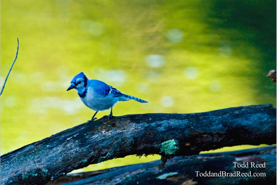 Blue Jay