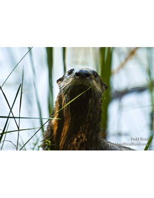Otterly Curious