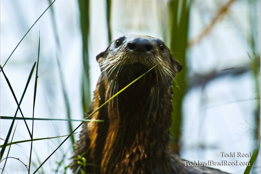 Otterly Curious