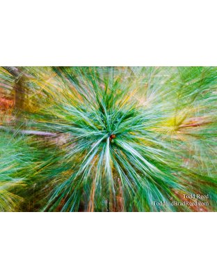 Soft Focus