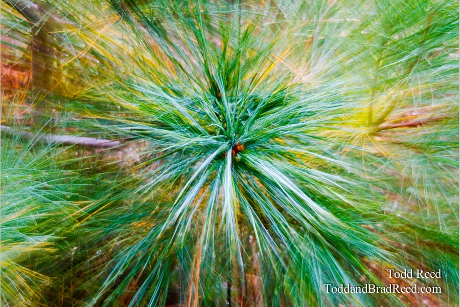 Soft Focus