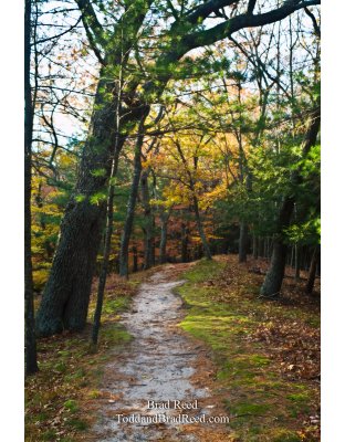 Into the Forest
