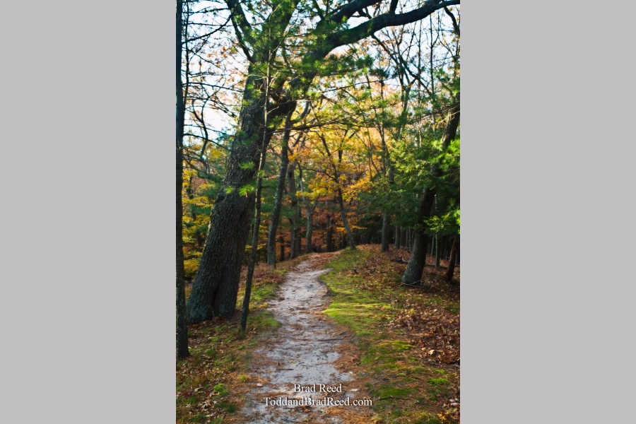 Into the Forest
