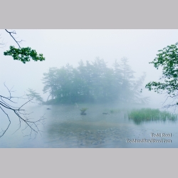 Out of the Mist