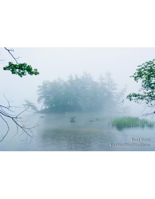 Out of the Mist