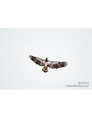 On Eagle's Wings