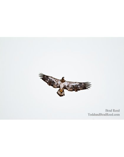 On Eagle's Wings