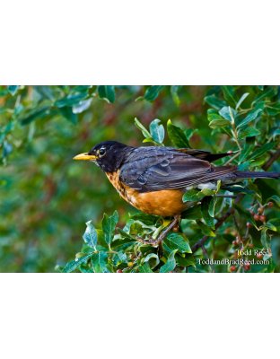 State Bird