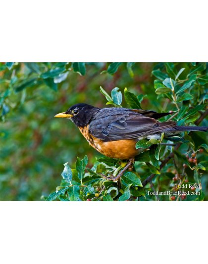 State Bird