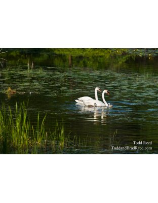 Family Outing