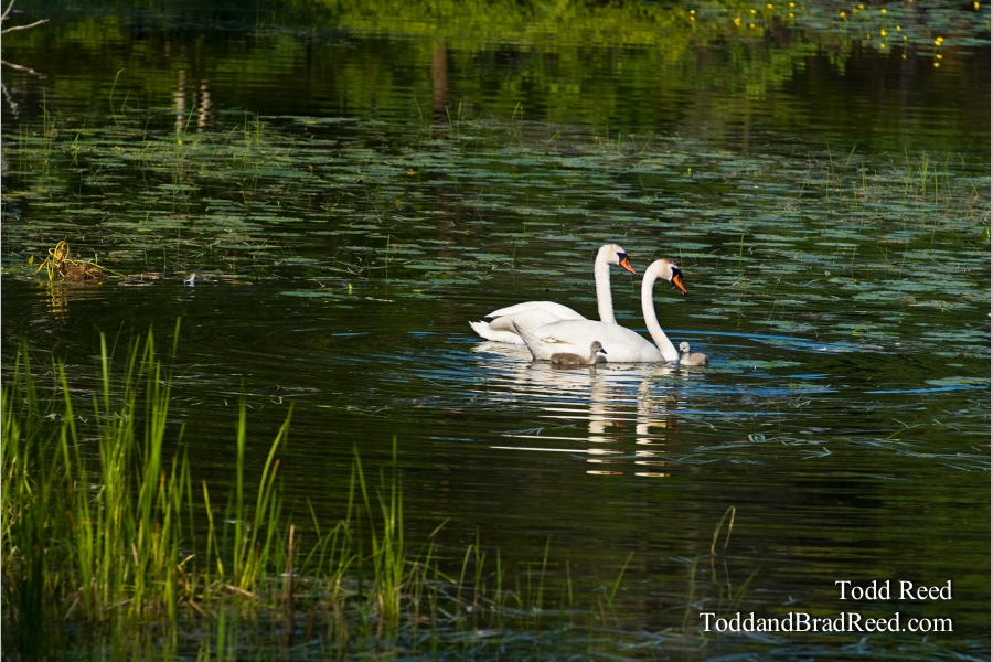 Family Outing