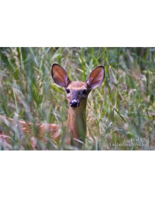 All Ears