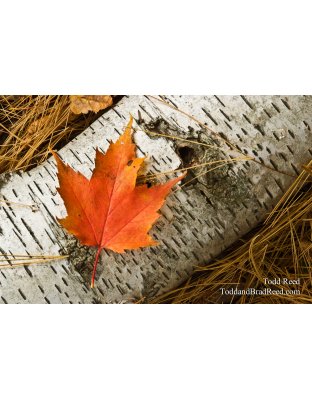 Fall Gathering