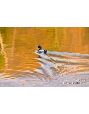 On Golden Pond