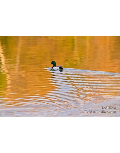 On Golden Pond